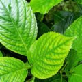 15 Health Benefits of Soursop Leaves